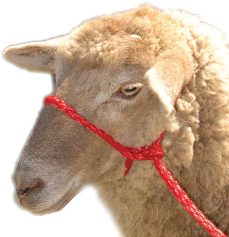Troyer's Braided Poly Sheep Halter - Nail Gallerys