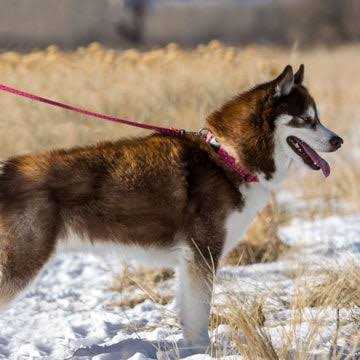 Lupine Leash - Nail Gallerys