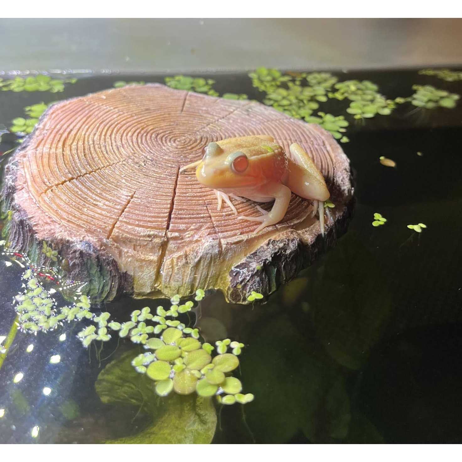 AQUA KT Aquatic Turtle Round Floating Dock Tortoise Bearded Dragon Basking Platform with Suction cup for Reptile Aquatic Aquarium Decoration - Nail Gallerys