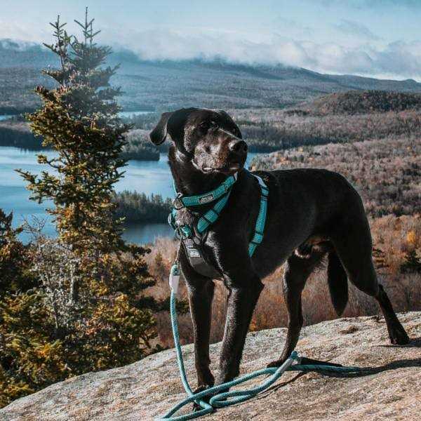 K9 Explorer Brights Reflective Front-Connect Harness - Nail Gallerys