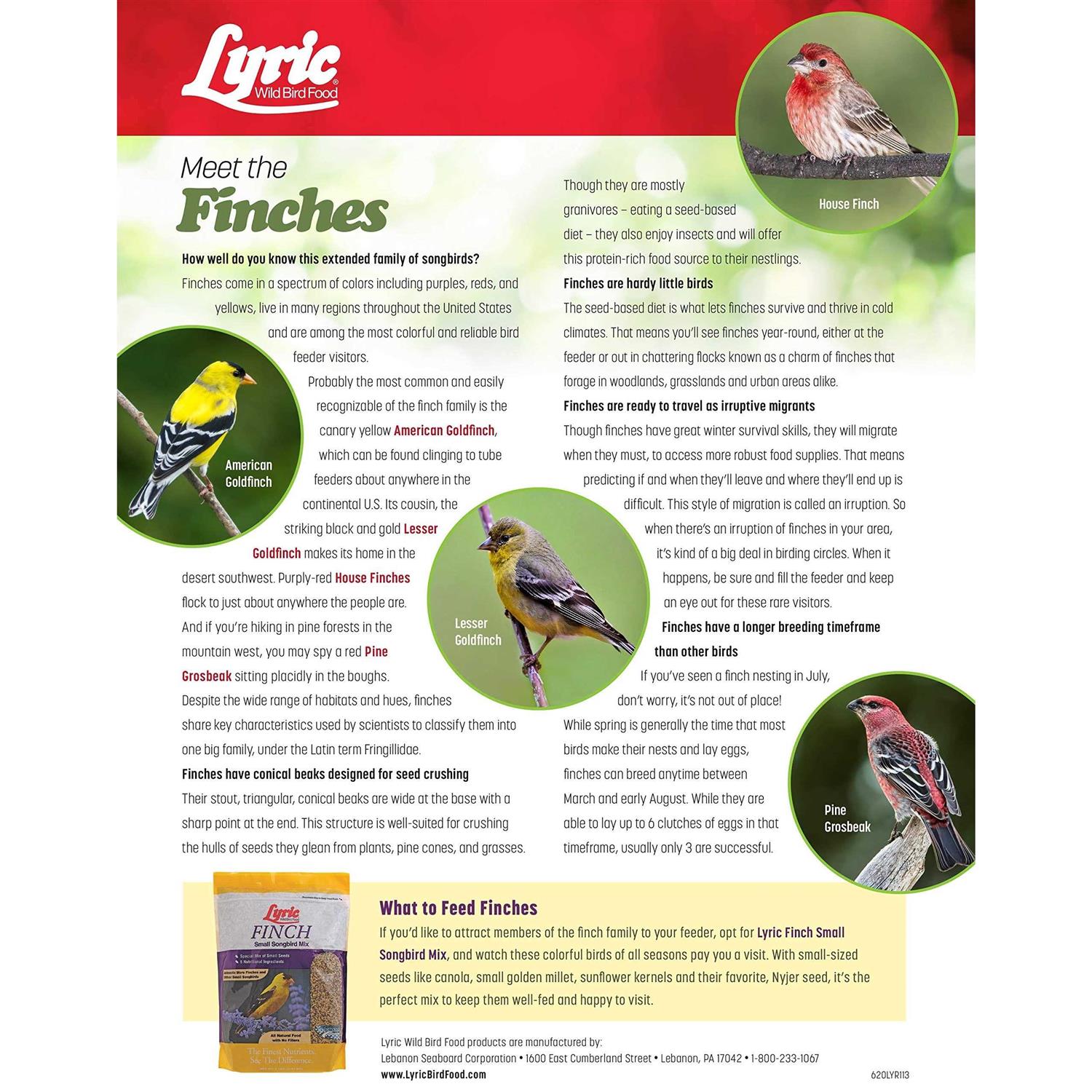 Lyric Finch Small Songbird Wild Bird Food - Nail Gallerys