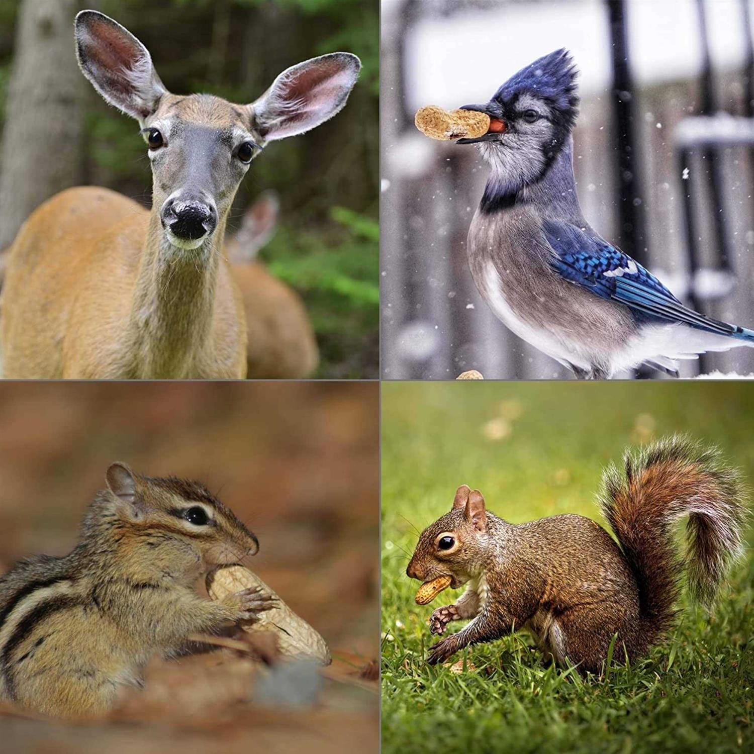 Wildlife Elements Peanut Party In-Shell Peanuts For Birds - Nail Gallerys