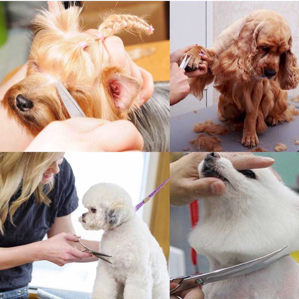 iSeaFly Dog Grooming Scissors Kit with Round Tip Set of 5 Cat Dog Scissors - Nail Gallerys