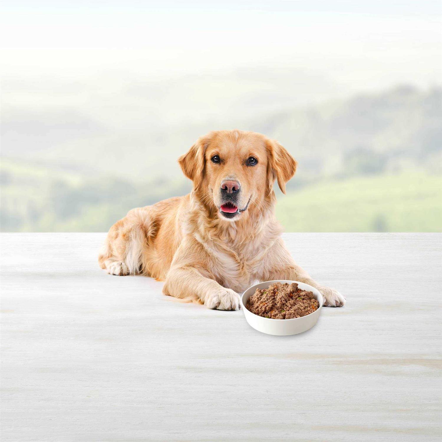 Blue Buffalo Homestyle Recipe Turkey Meatloaf Dinner Wet Dog Food - Nail Gallerys