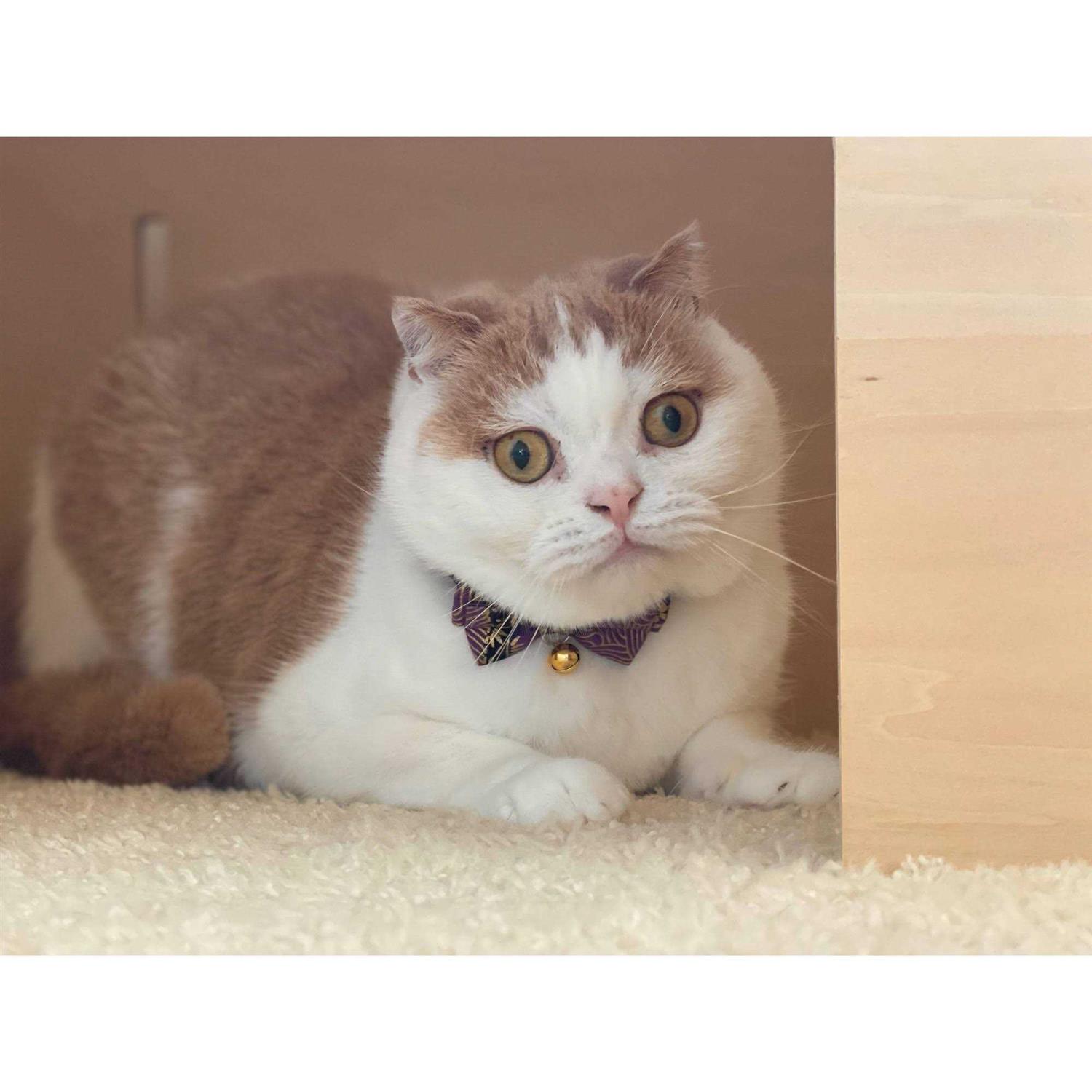 Necoichi Bow Tie Cat Collar - Nail Gallerys