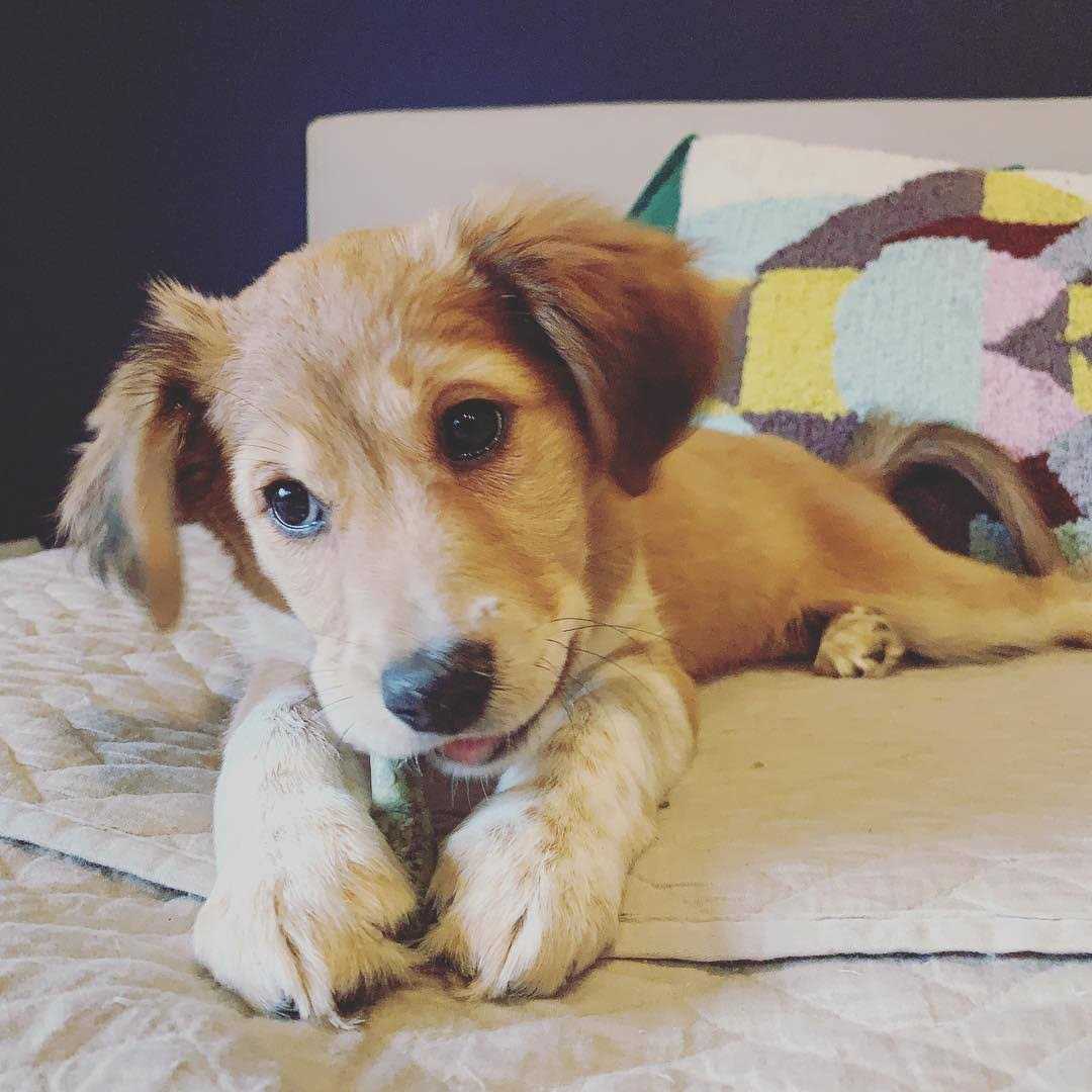 Nylabone Moderate Chew Flexichew Bone Bacon & Peanut Butter Flavor - Nail Gallerys