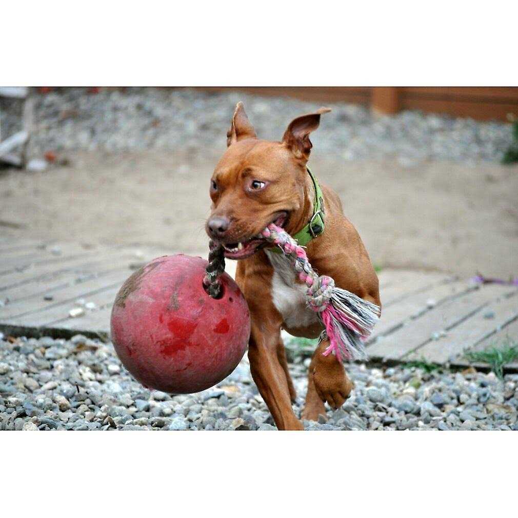 Jolly Pets Romp n Roll - Nail Gallerys