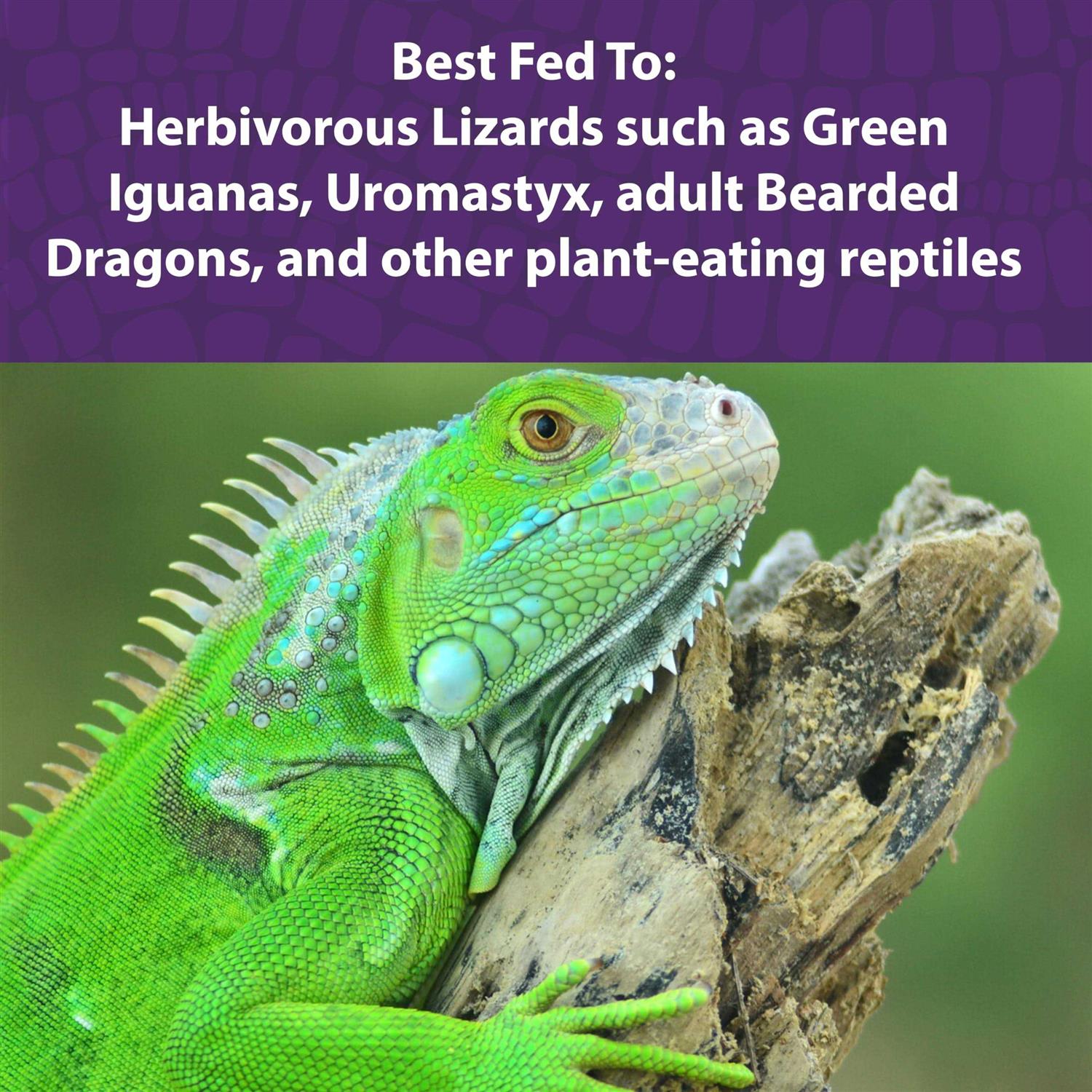 Mazuri Herbivorous Reptile Diet - Nail Gallerys