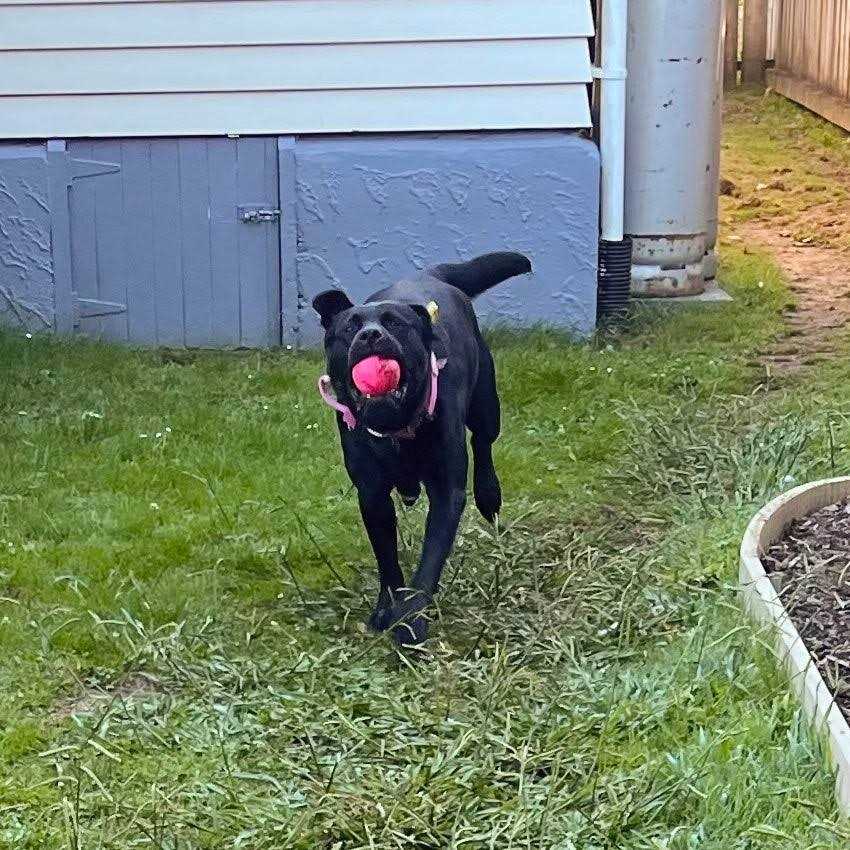 Planet Dog Orbee-Tuff Squeak Toy Ball - Nail Gallerys