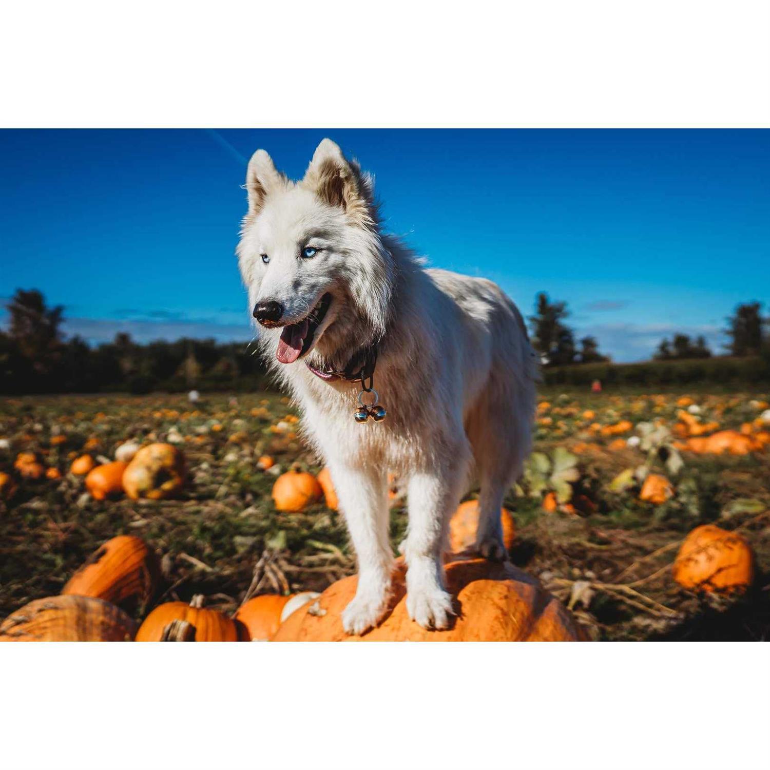 Beau’s Bells 2 Extra Loud Cat & Dog Bells - Nail Gallerys