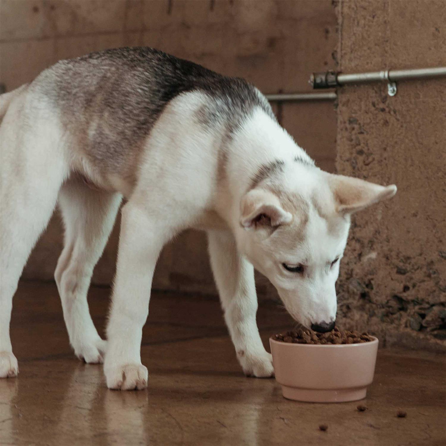 Jinx Salmon Sweet Potato Carrot Grain Free Dog Food - Nail Gallerys