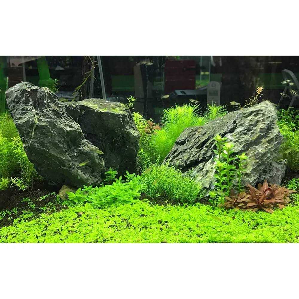 Seachem Flourish Advance - Nail Gallerys