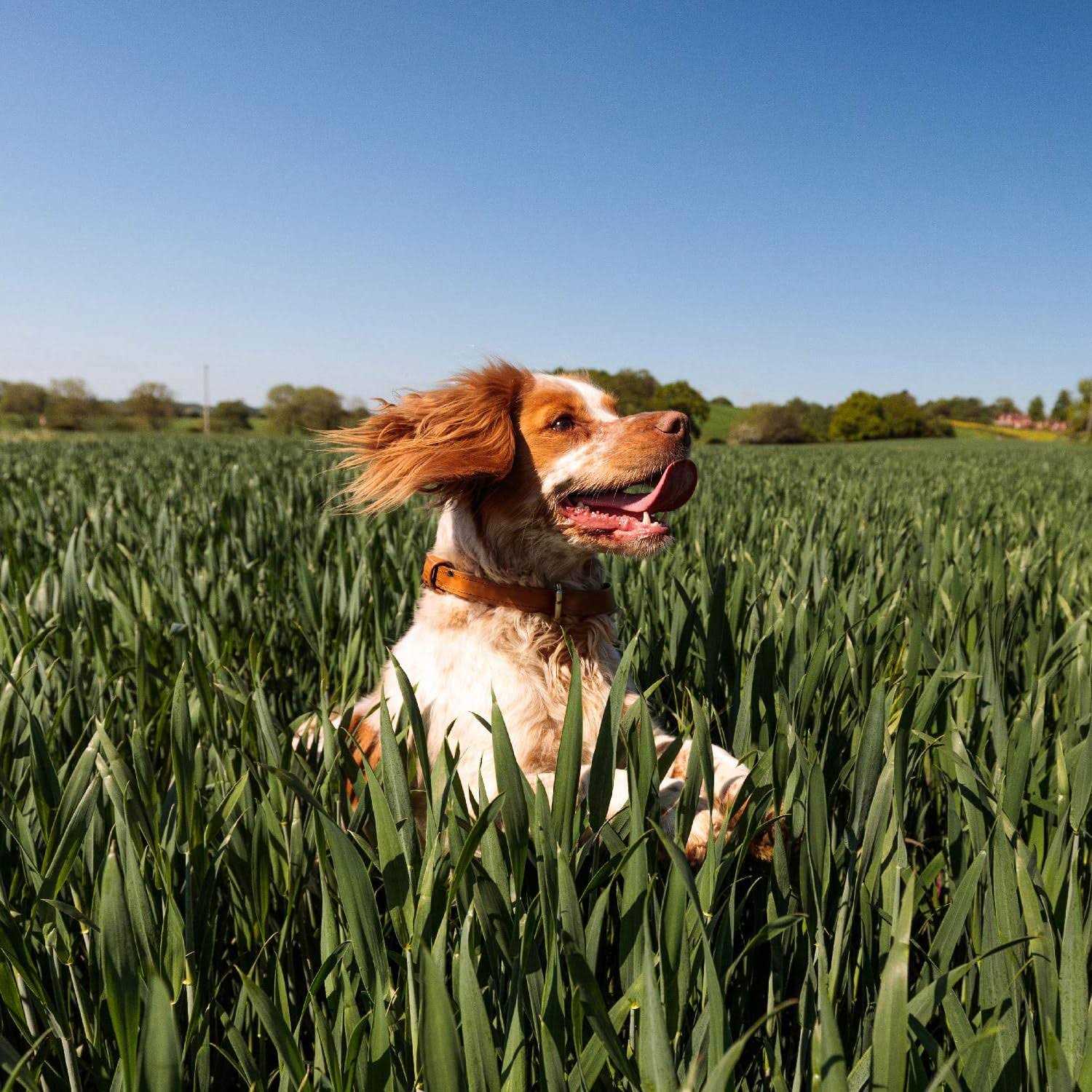 Nutro Max Dry Dog Food Adult Recipe - Nail Gallerys