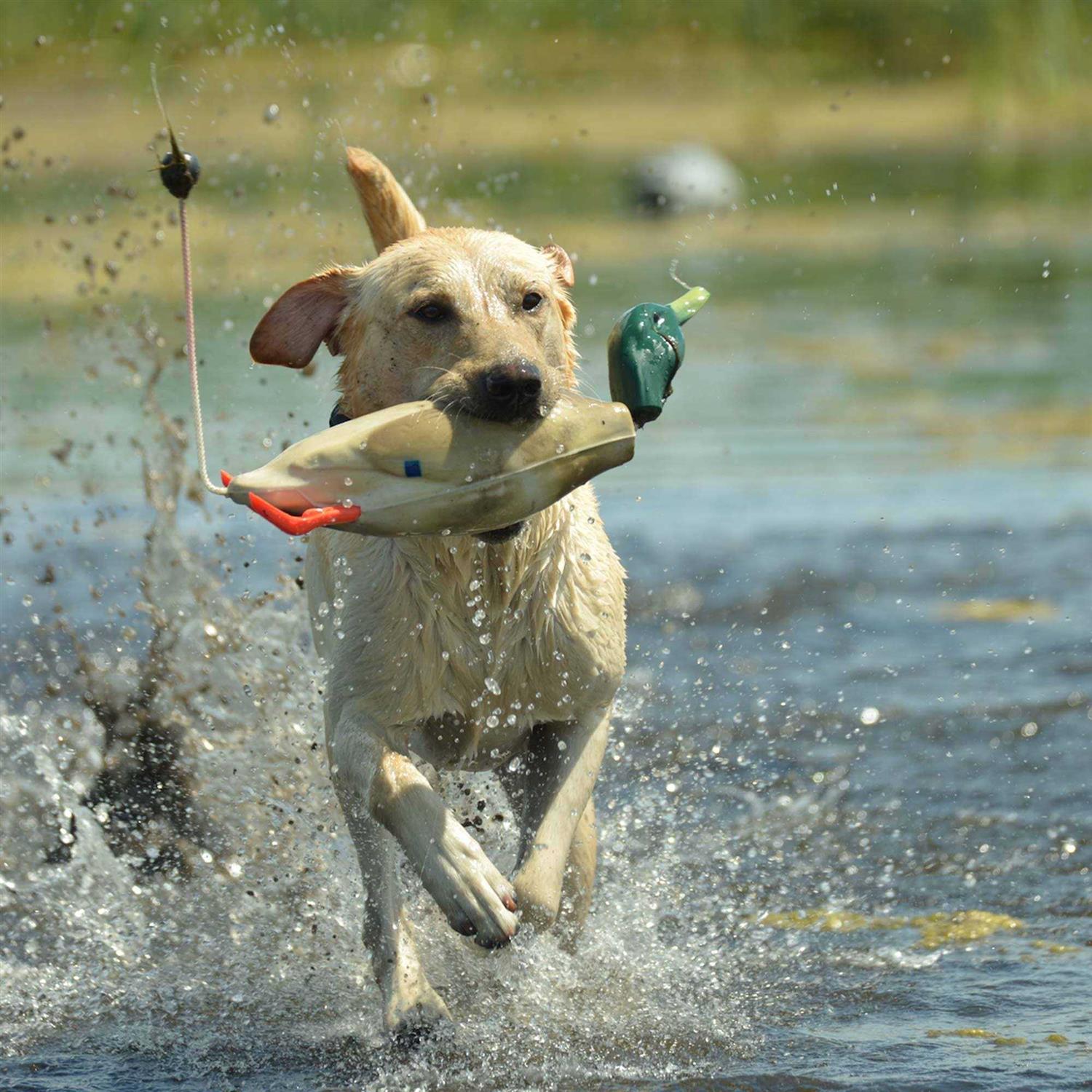 Dokken Mallard Dead Fowl - Nail Gallerys