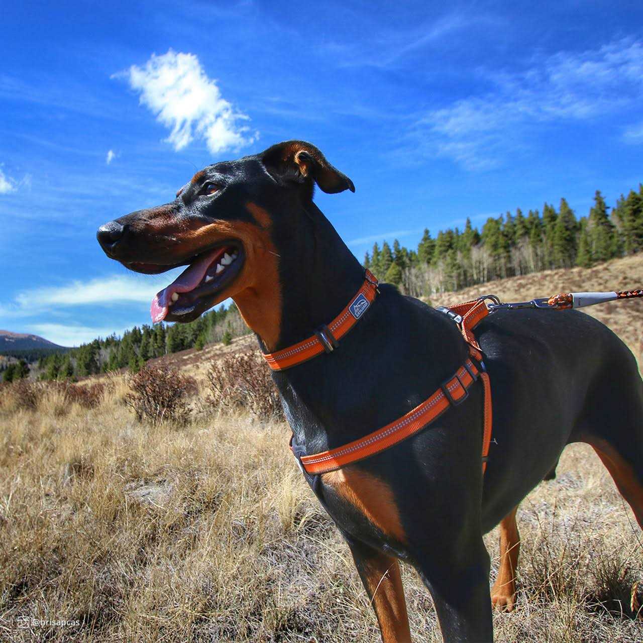 K9 Explorer Reflective Adjustable Dog Collar - Nail Gallerys