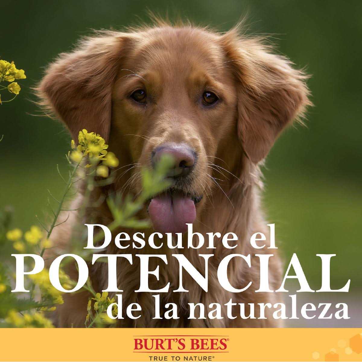 Burt’s Bees for Pets Nose & Paw Manuka Honey Lotion - Nail Gallerys