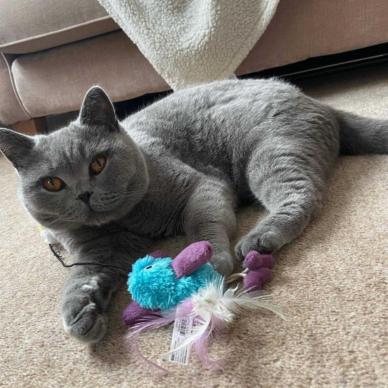 KONG Feather Teaser Cat Toy - Nail Gallerys