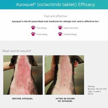 Apoquel 16 mg for Dogs - Nail Gallerys