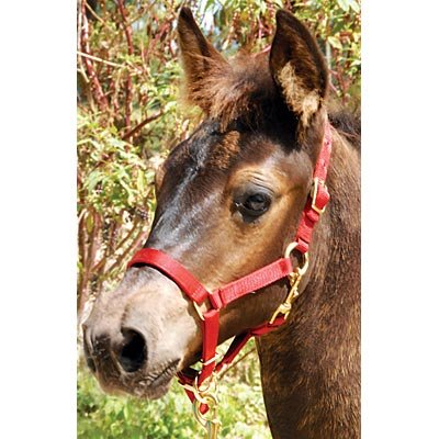 Adjustable Nylon Miniature Horse Halter - Nail Gallerys