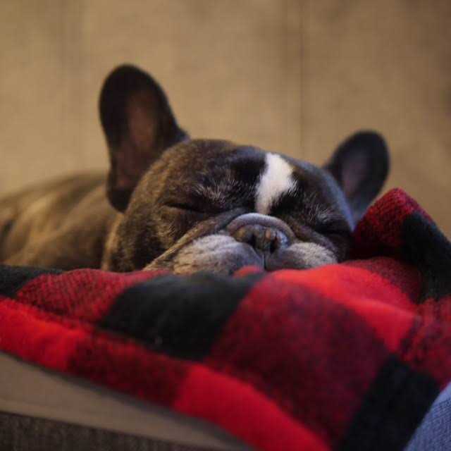 Tall Tails Dog Blanket Hunter’s Plaid - Nail Gallerys