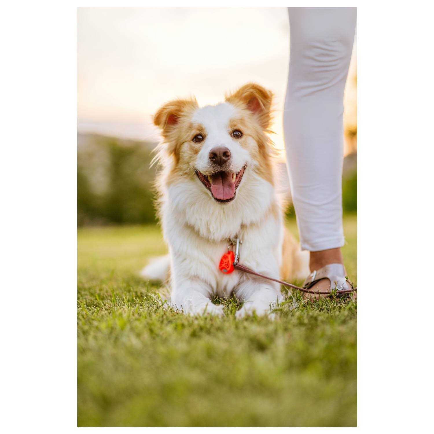 Tickless Pet Ultrasonic Tick and Flea Repeller - Nail Gallerys