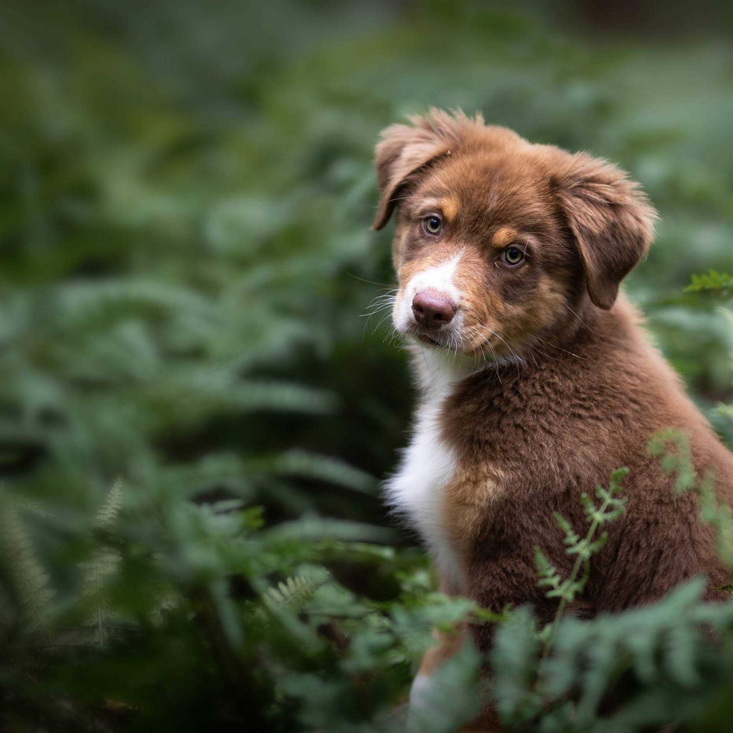 Blue Buffalo Wilderness Rocky Mountain Recipe High Protein Puppy Dry Dog Food - Nail Gallerys