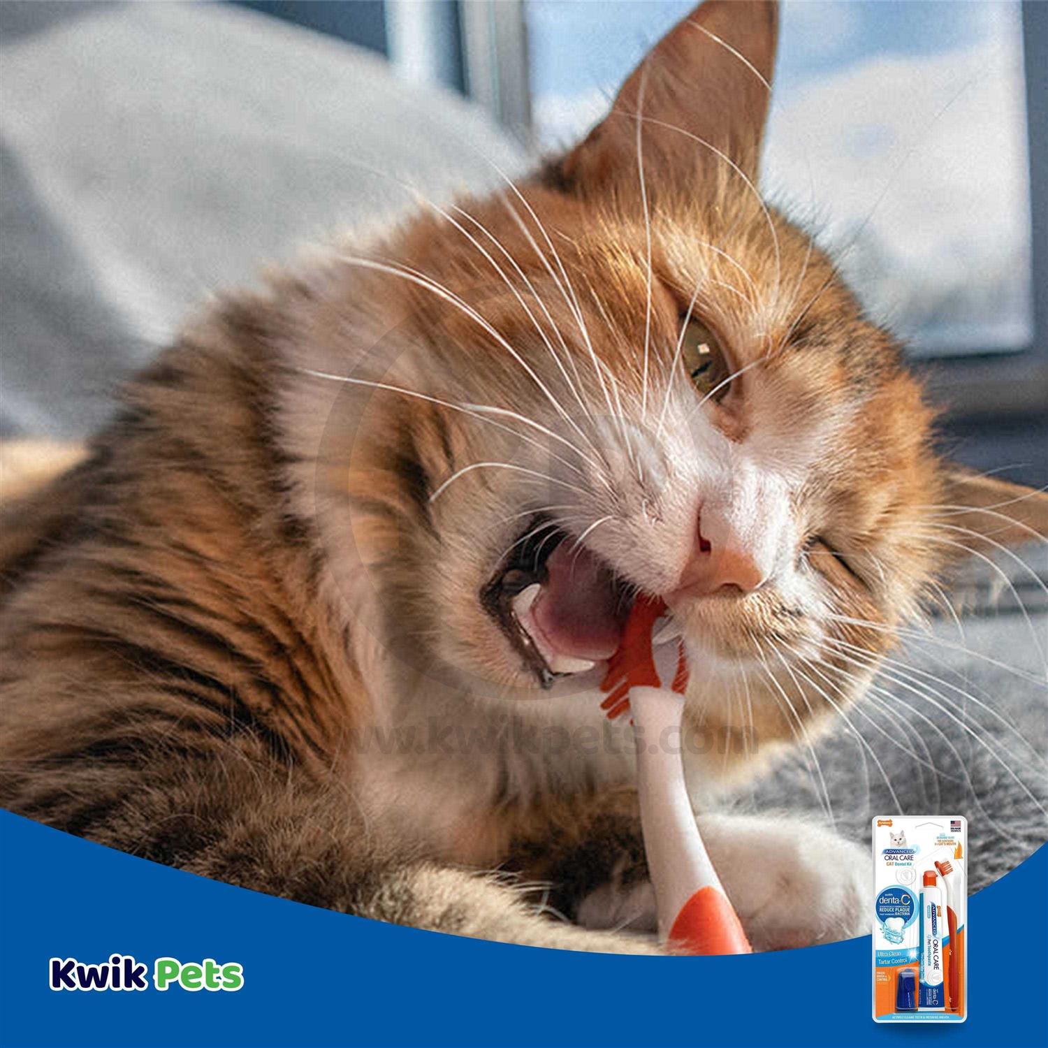 Nylabone Advanced Cat Oral Care Dental Kit - Nail Gallerys
