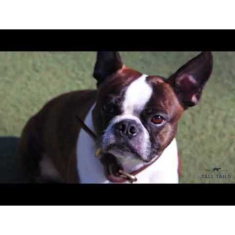 Tall Tails Natural Leather Antler Dog Toy - Nail Gallerys