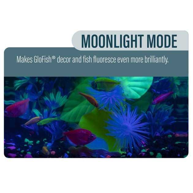 GloFish Betta Fish Aquarium Kit - Nail Gallerys