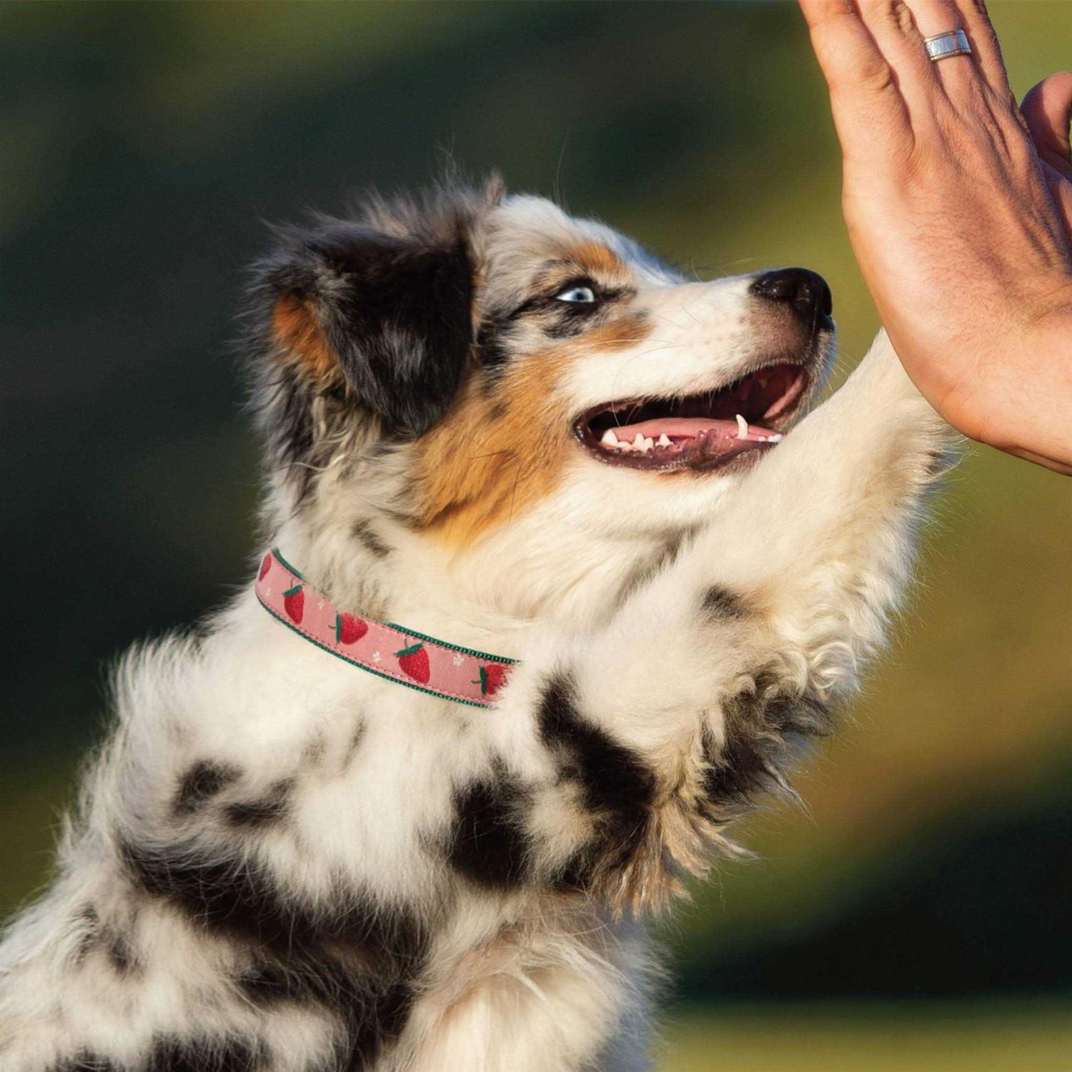 Up Country Strawberry Fields Dog Collar - Nail Gallerys