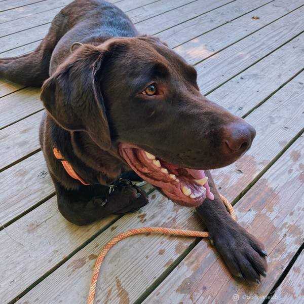 K9 Explorer Brights Reflective Front-Connect Harness - Nail Gallerys