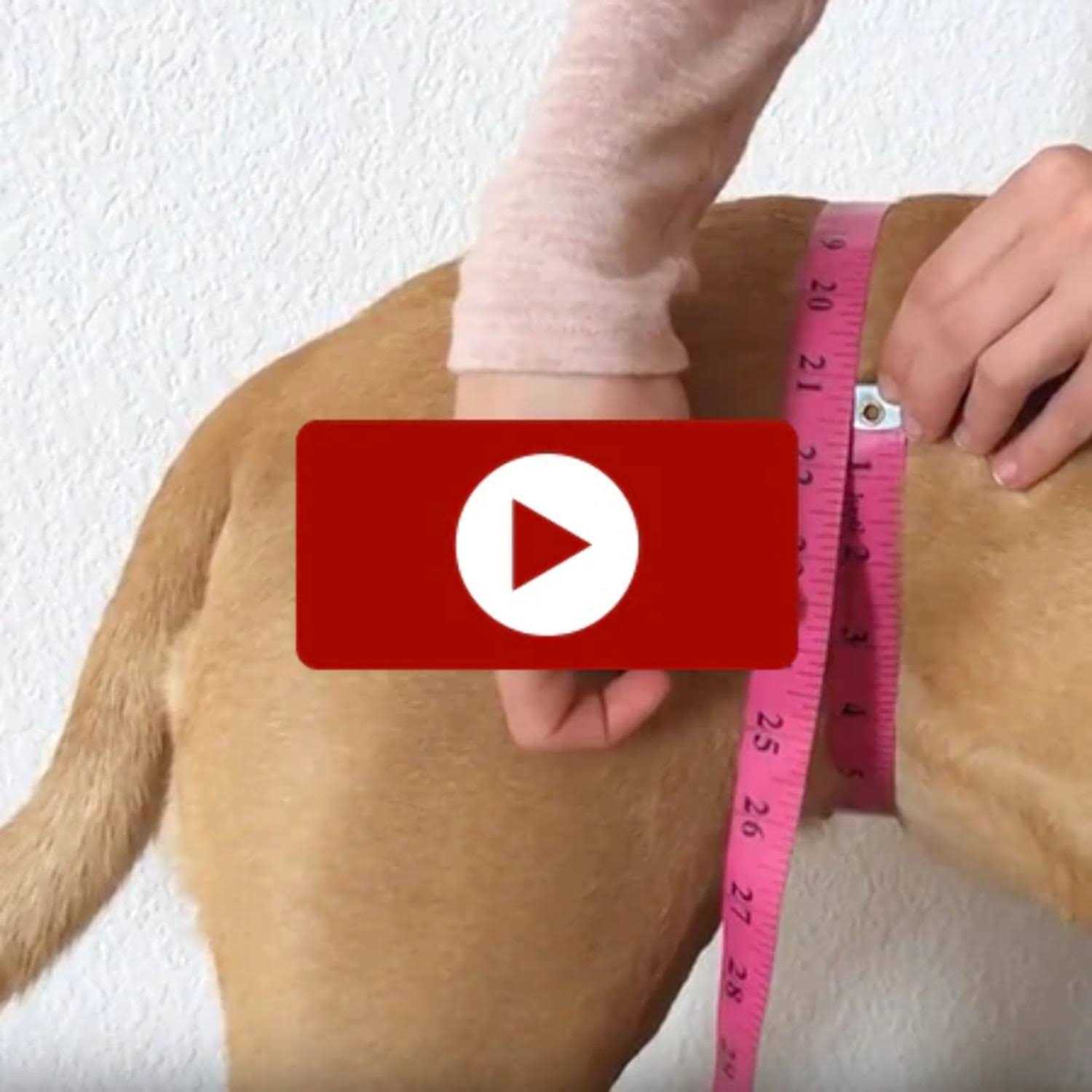 Walkabout Original Back End Harness - Nail Gallerys