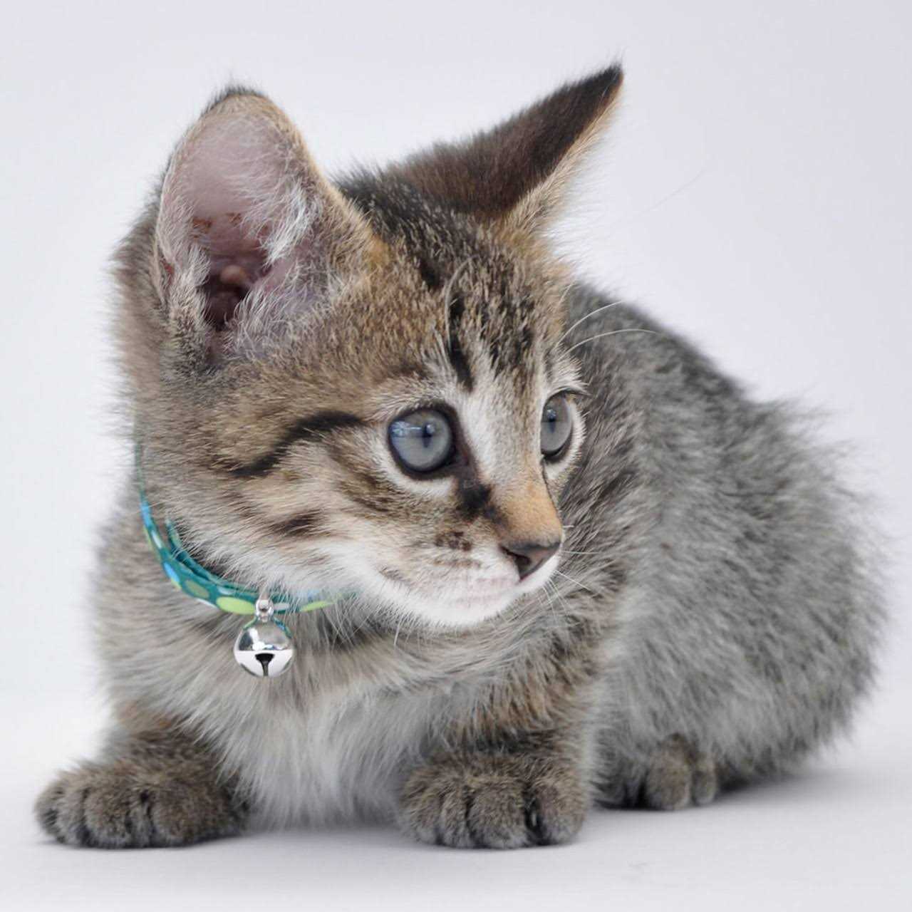 Li’l Pals Adjustable Breakaway Kitten Collar - Nail Gallerys