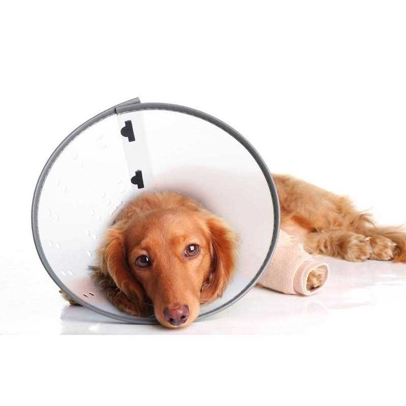 Remedy & Recovery Dogswell E-Collar - Nail Gallerys