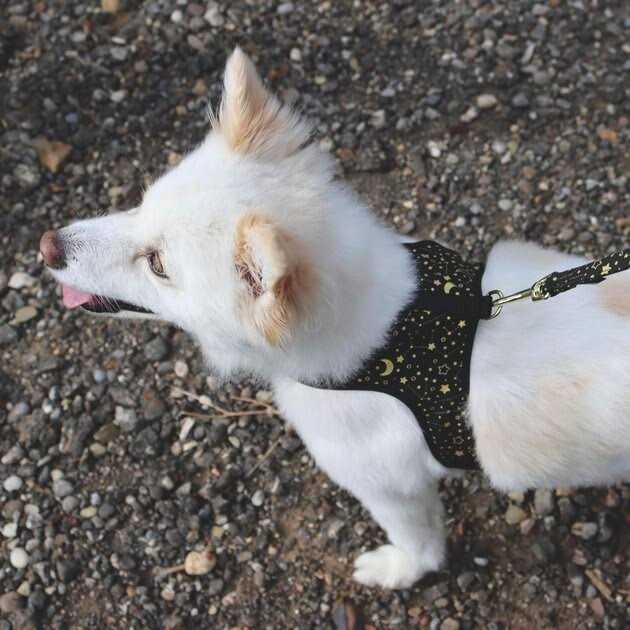 Accent Fashion Metallic Adjustable Dog Harness - Nail Gallerys