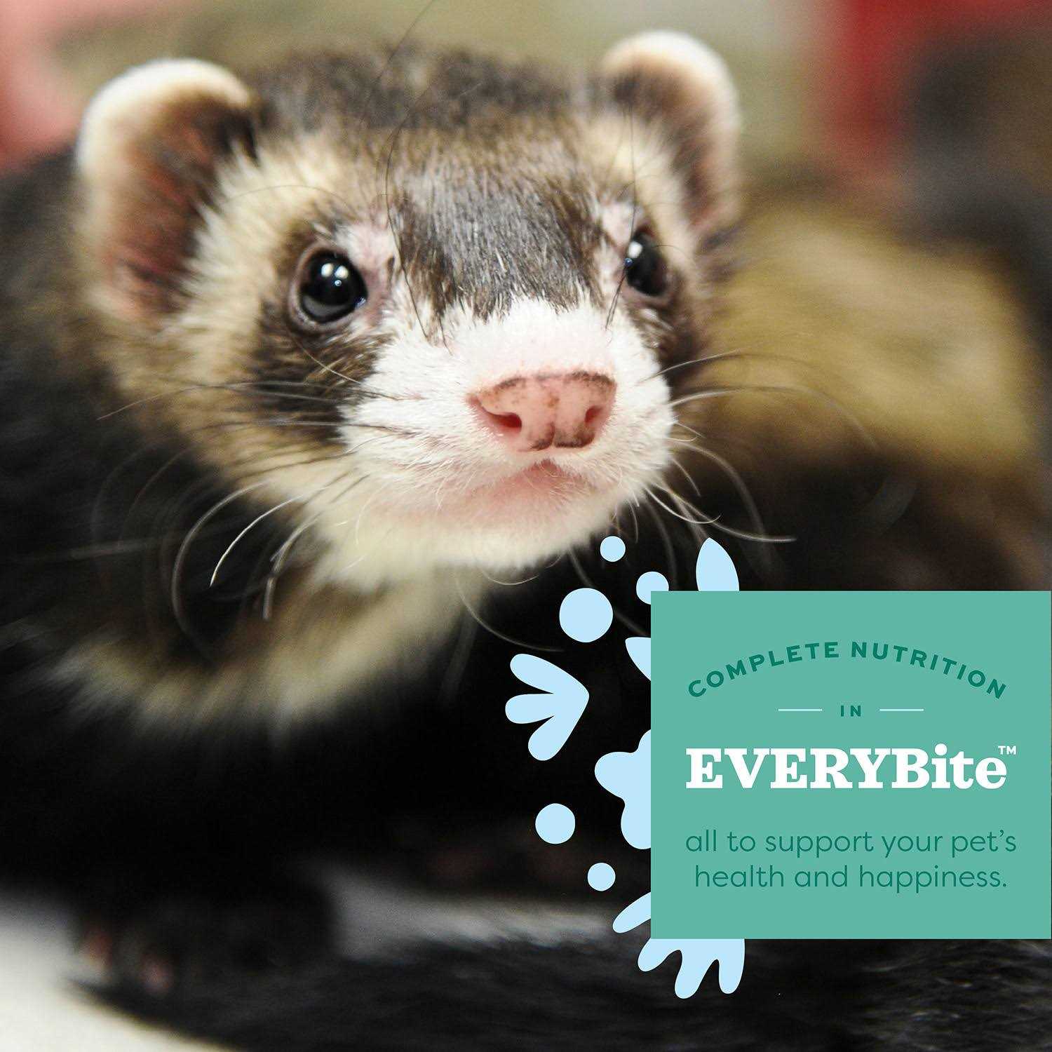 Oxbow Essentials Ferret Food - Nail Gallerys