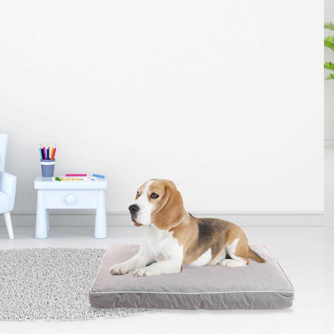Rae Dunn Rest Orthopedic Pet Bed - Nail Gallerys