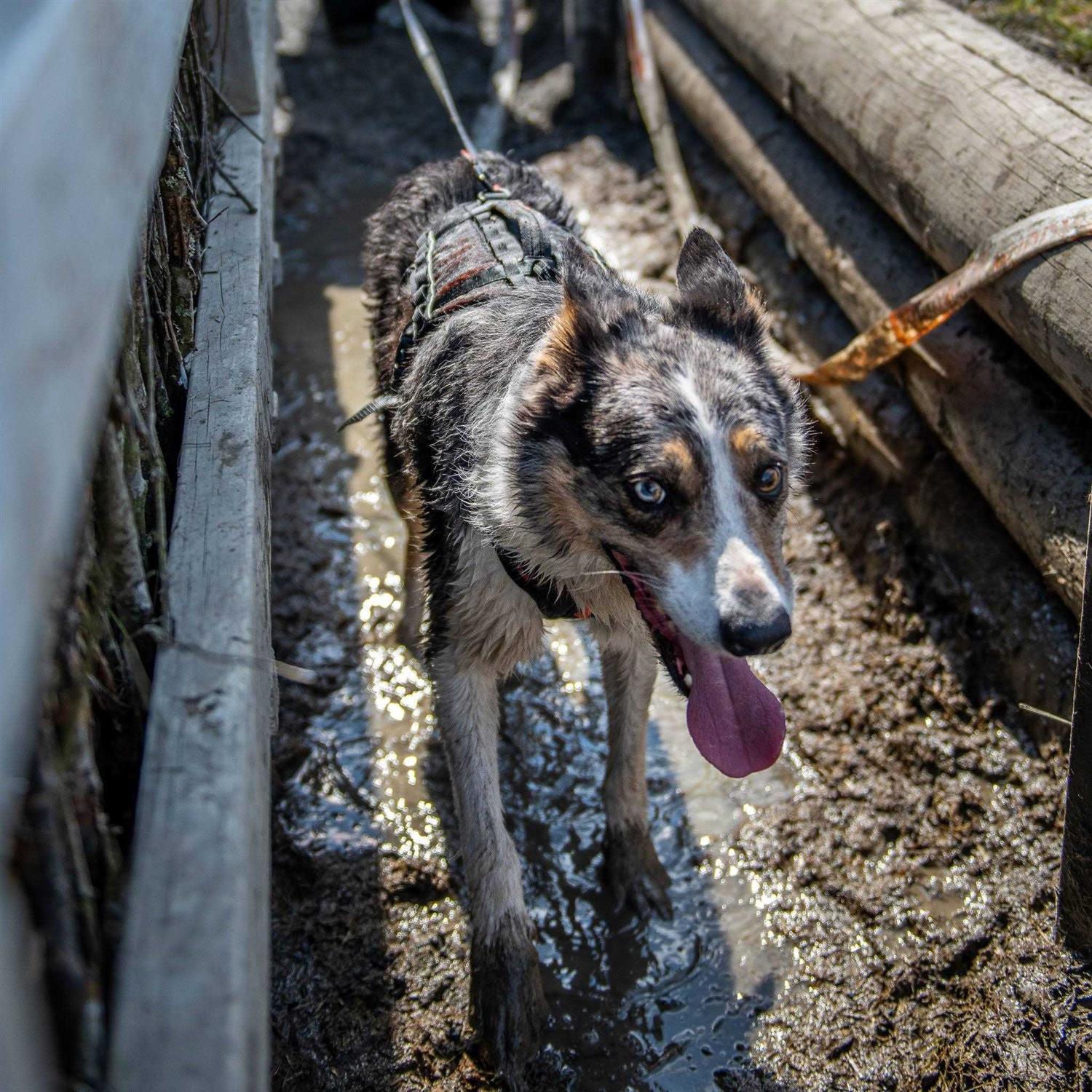 Non-stop dogwear Rock harness long - Nail Gallerys