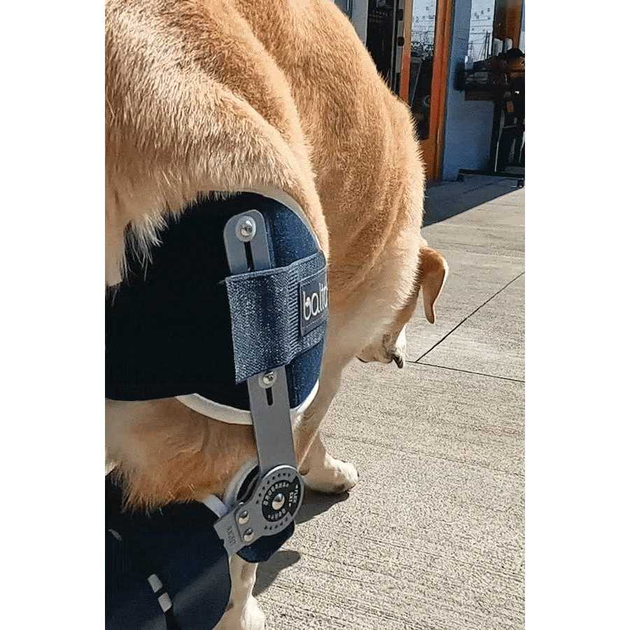Balto Ligatek Adjustable Hinged Dog Knee Brace - Nail Gallerys