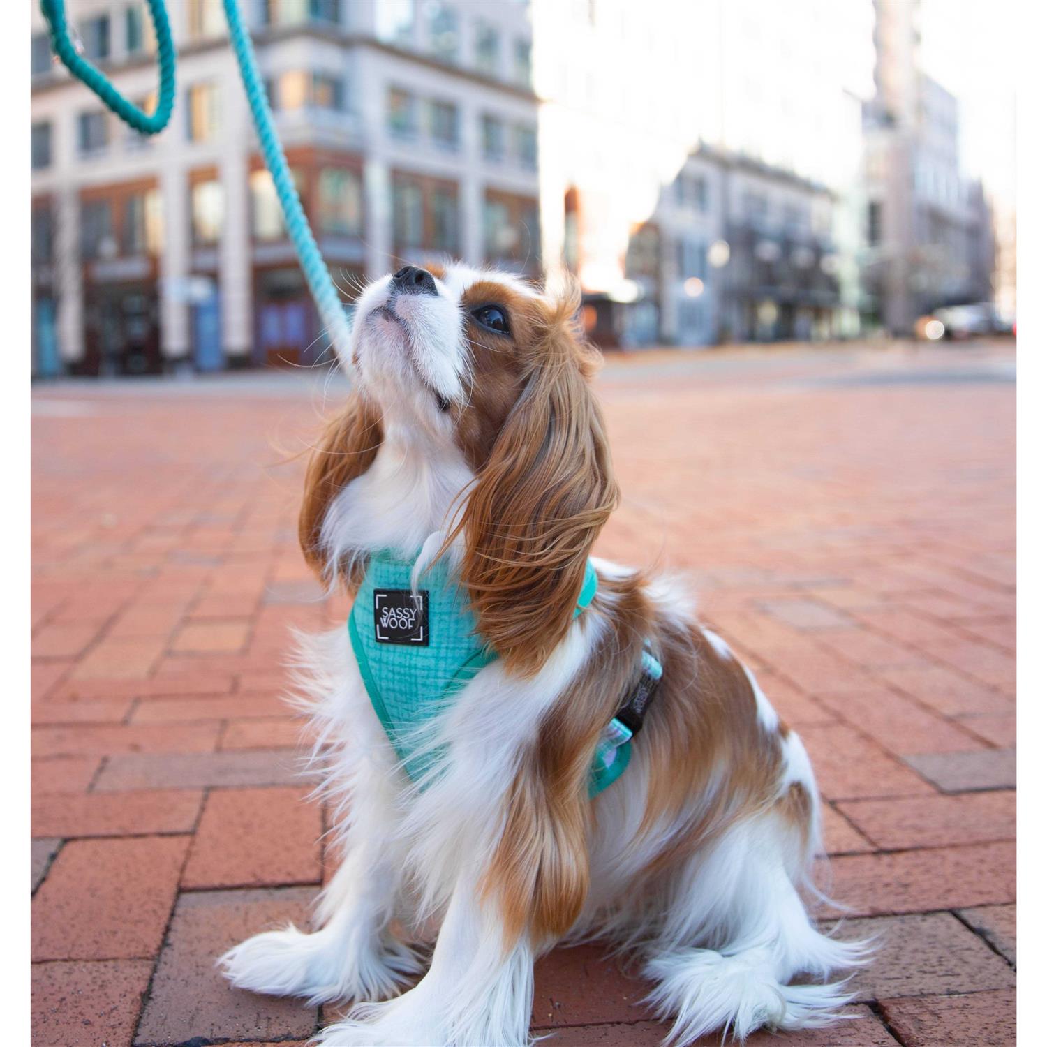 Dog Rope Leash Sassy Woof - Nail Gallerys