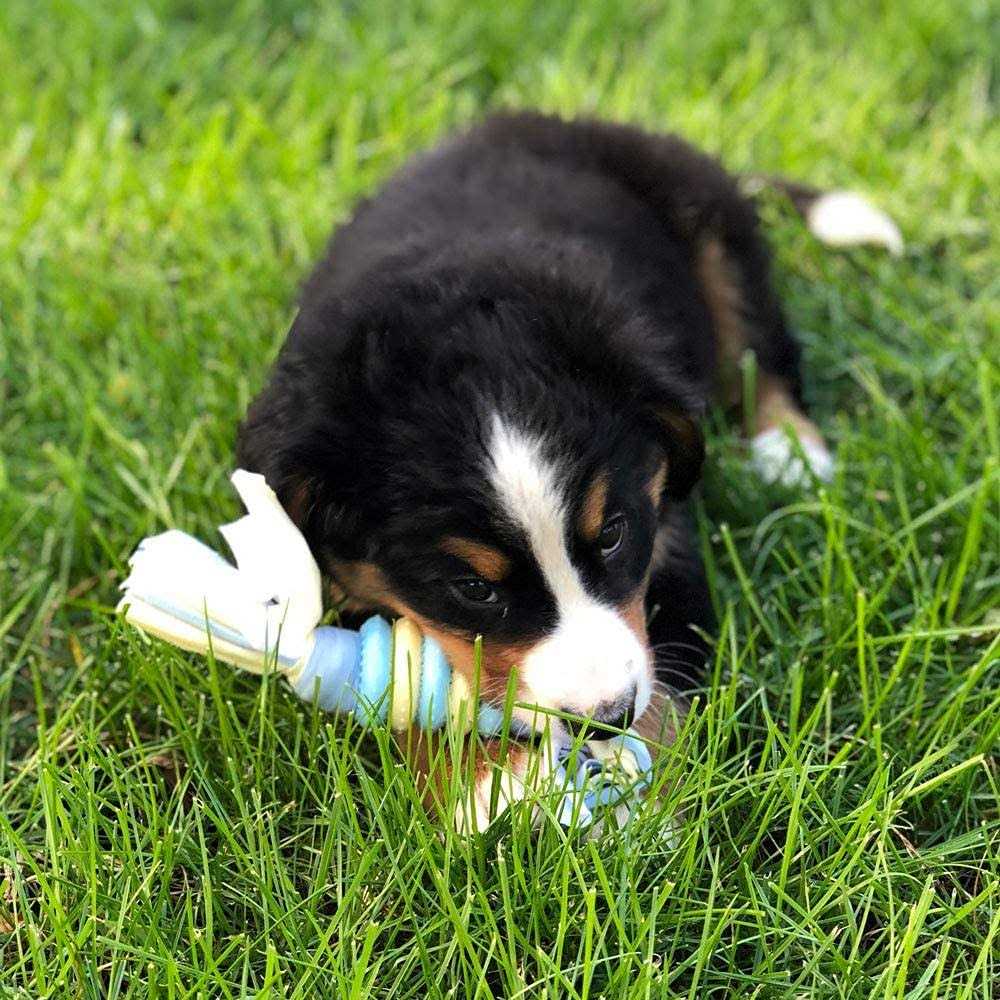 Snuggle Puppy Starter Kit - Nail Gallerys