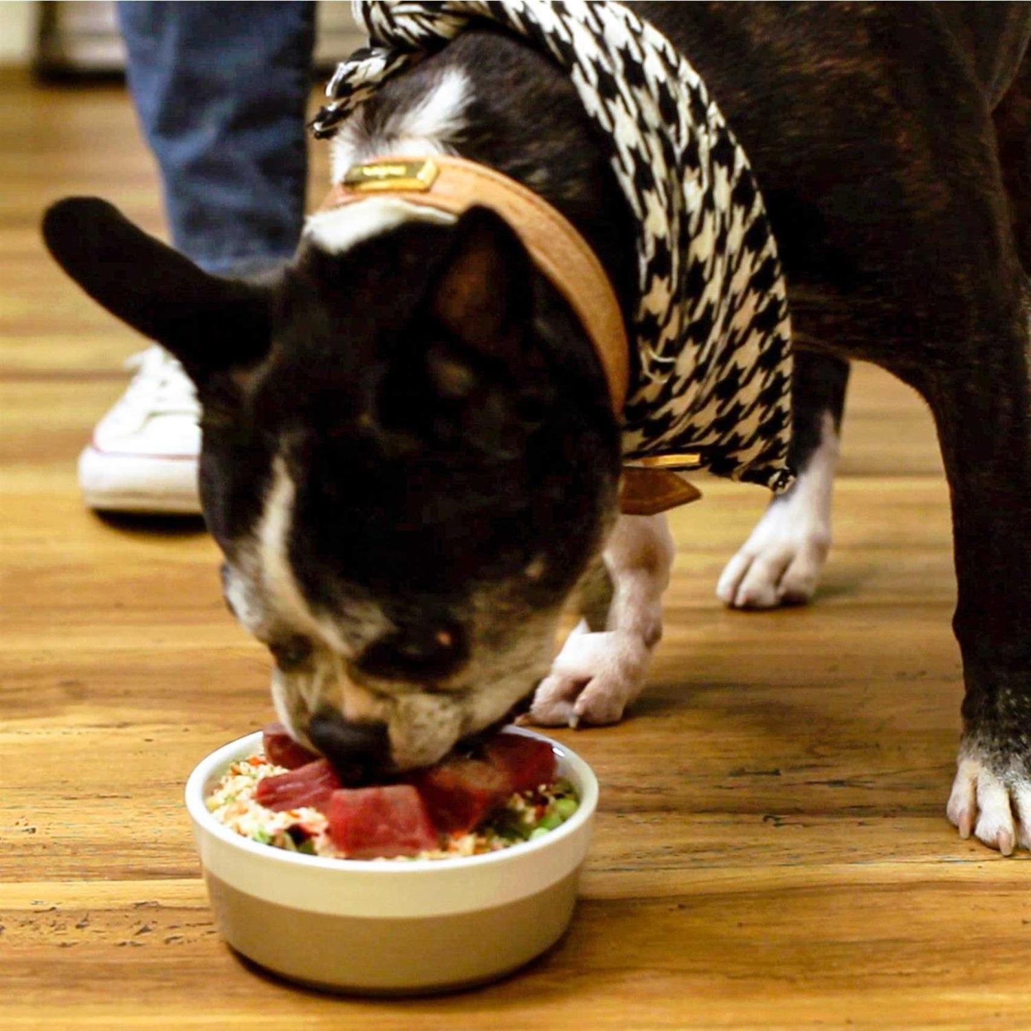 Dr. Harvey’s Coenzyme Q10 Cardiovascular Health Antioxidant Supplement for Dogs - Nail Gallerys