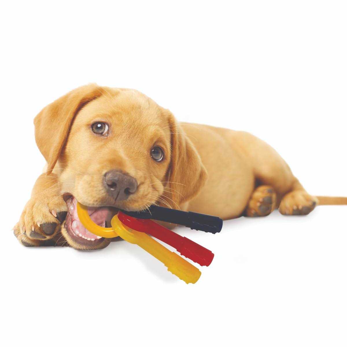 Nylabone Puppy Chew Teething Keys - Nail Gallerys