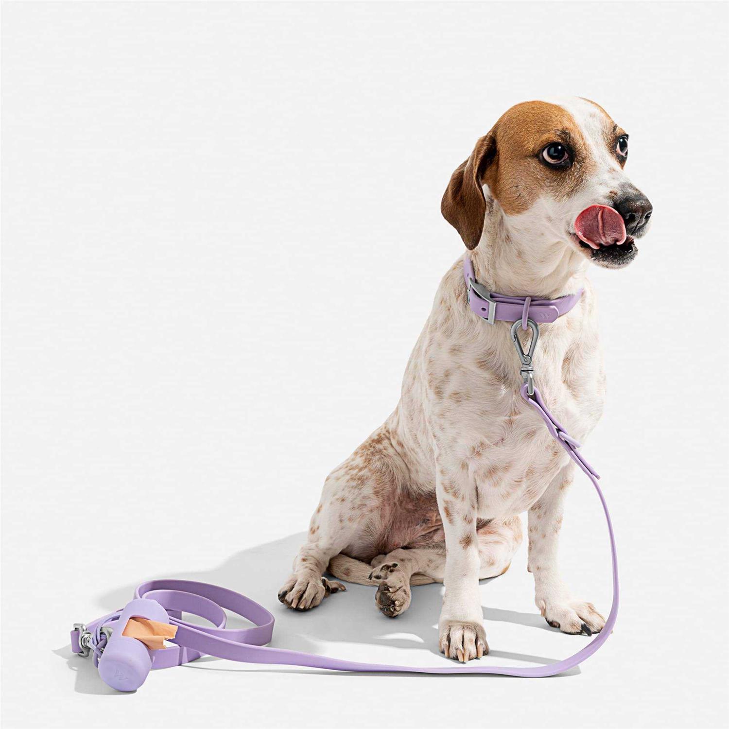 Wild One Dog Collar - Nail Gallerys