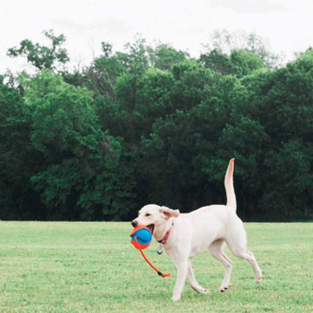 Chuckit! Ultra Flight Disc - Nail Gallerys