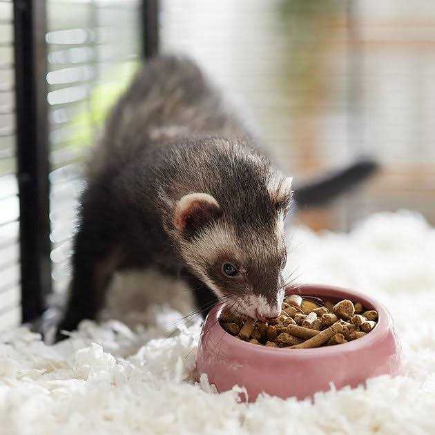 Marshall Select Chicken Ferret Diet - Nail Gallerys