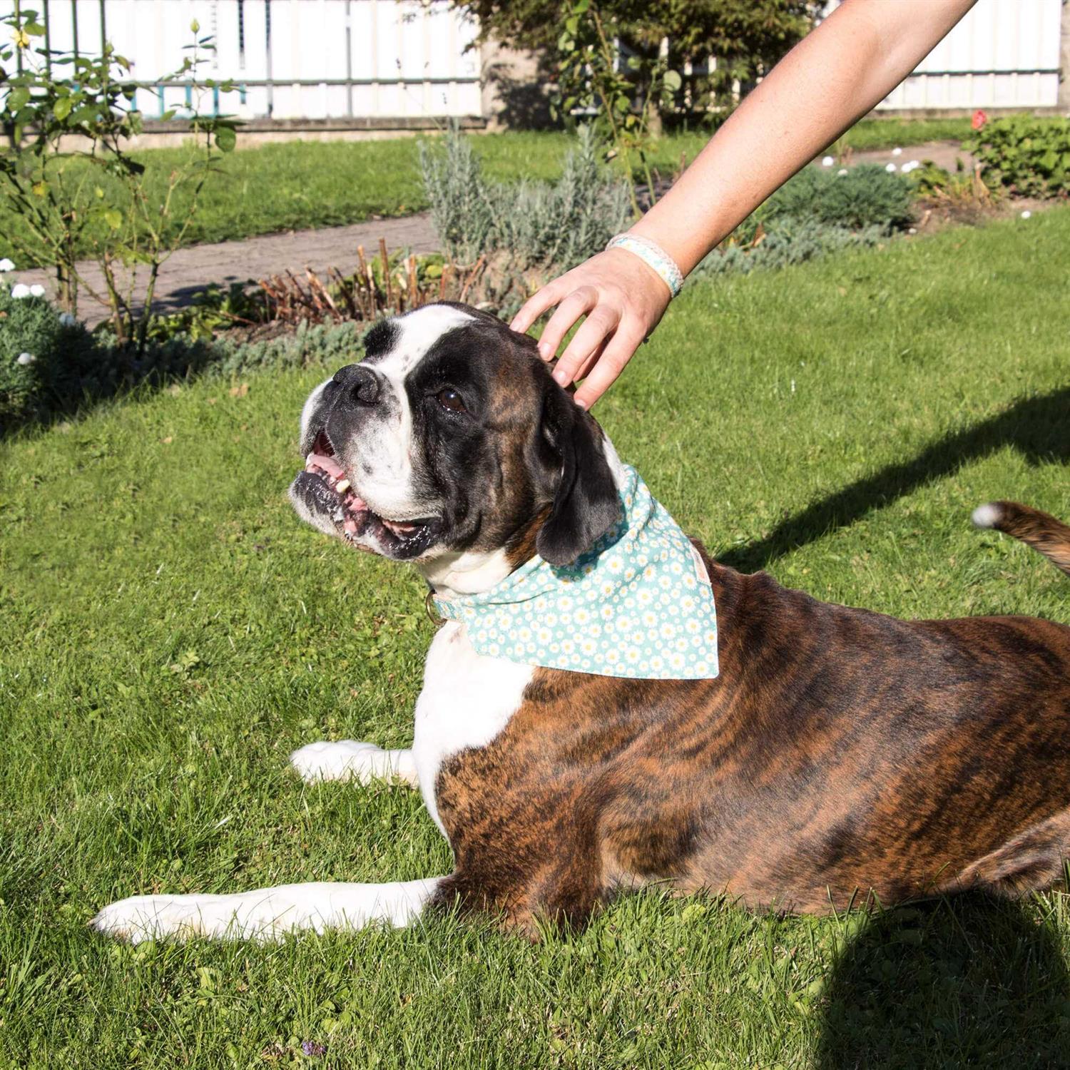 Pettsie Matching Dog Collar, Bandana and Owner Friendship Bracelet Gift Box Included - Nail Gallerys