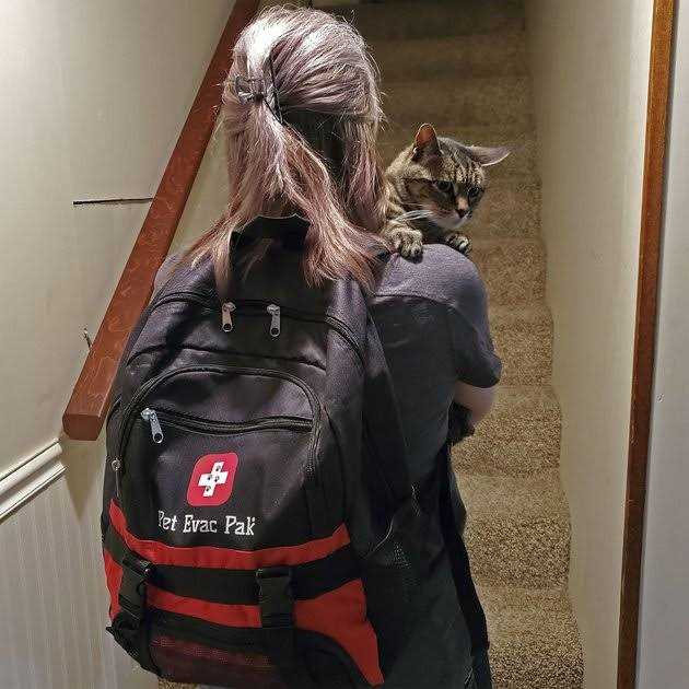 Pet Evac Pak Cat Emergency Backpack - Nail Gallerys