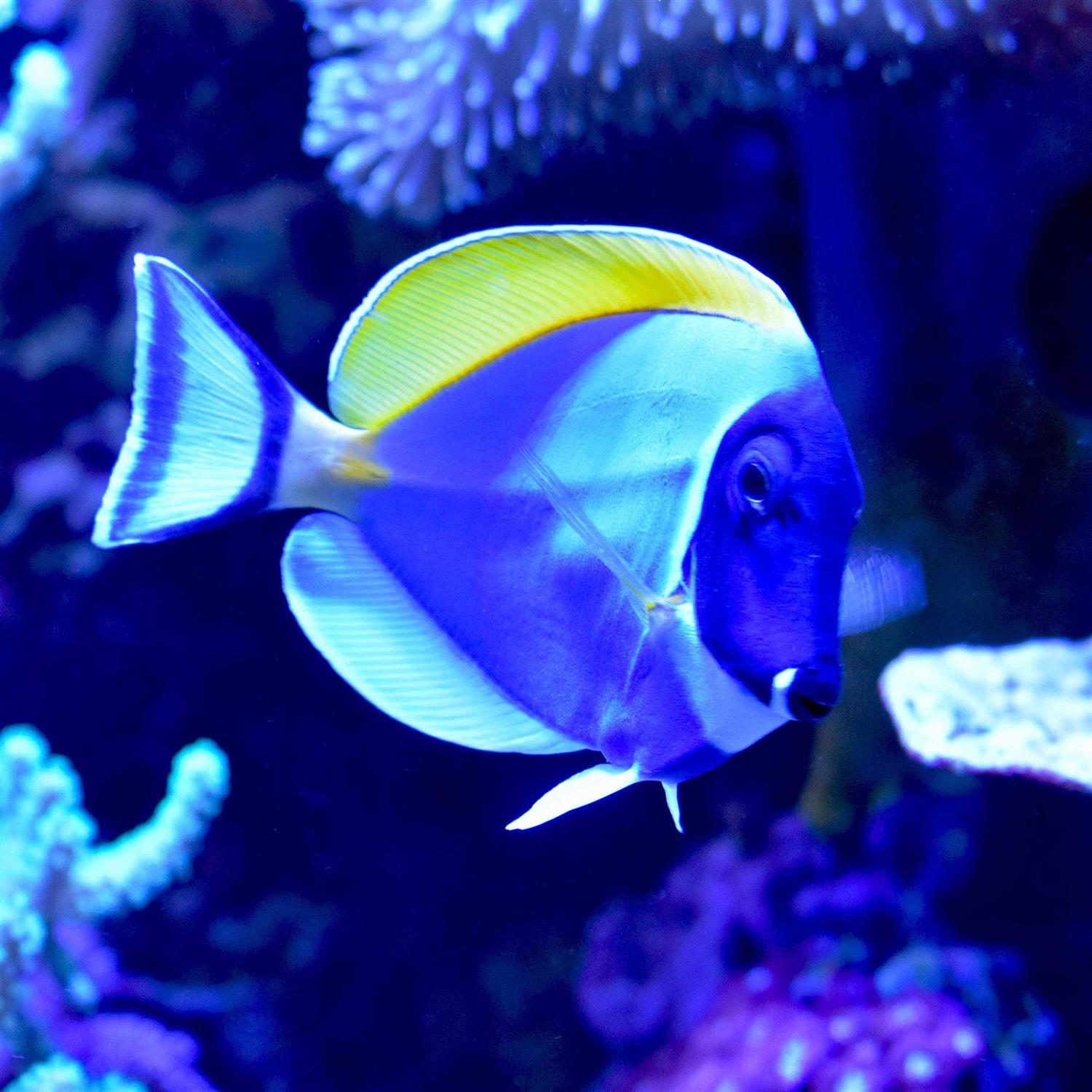 Seachem Cupramine - Nail Gallerys