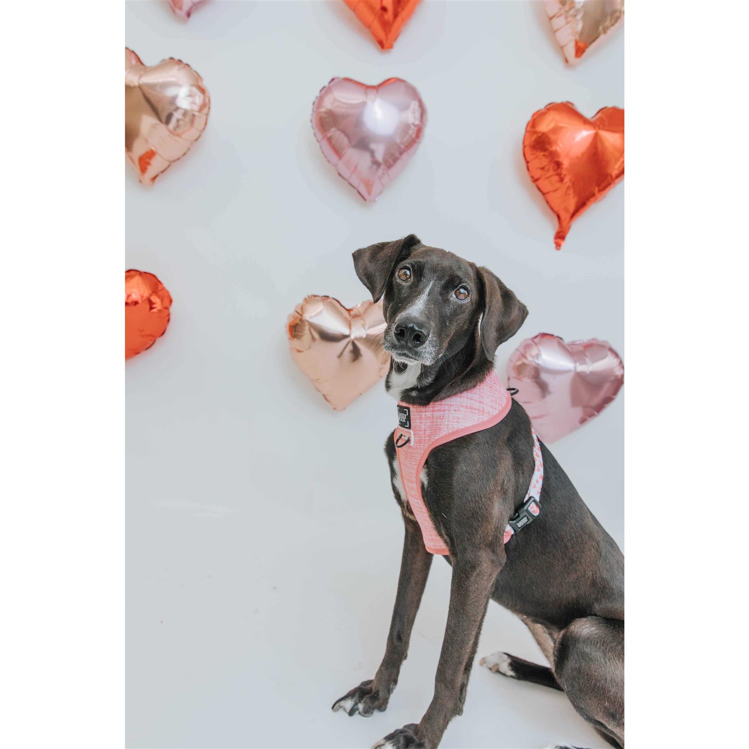 Dog Reversible Harness Sassy Woof - Nail Gallerys